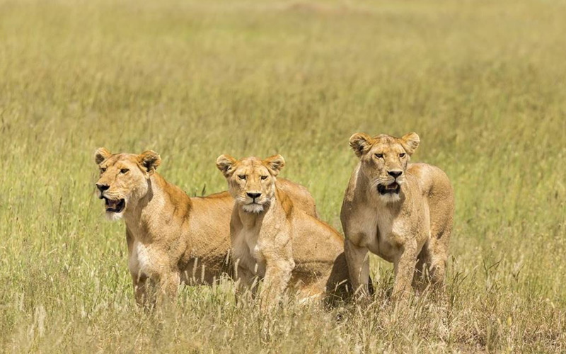 Drive - to – Serengeti National Park.