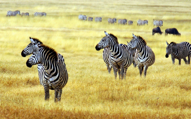 Arusha - Tarangire National Park