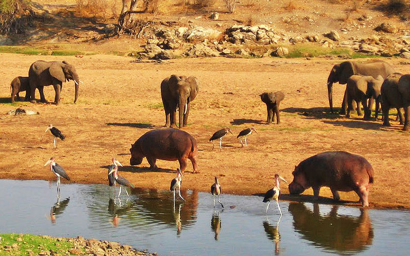 Ruaha National Park