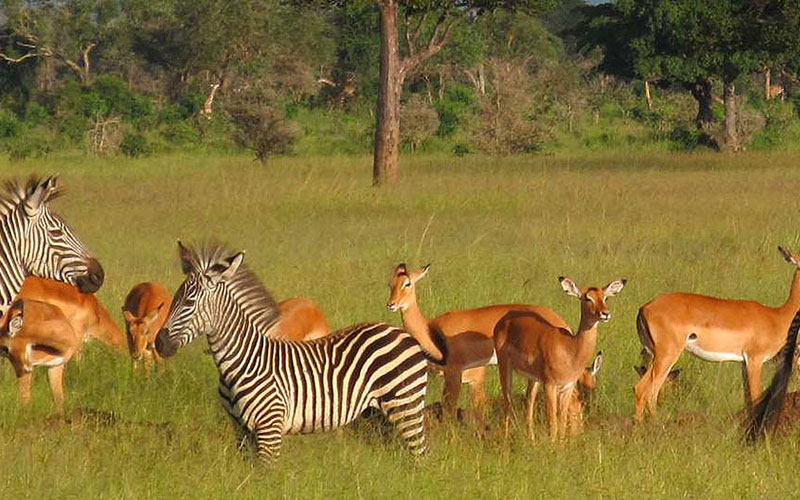 Mikumi National Park