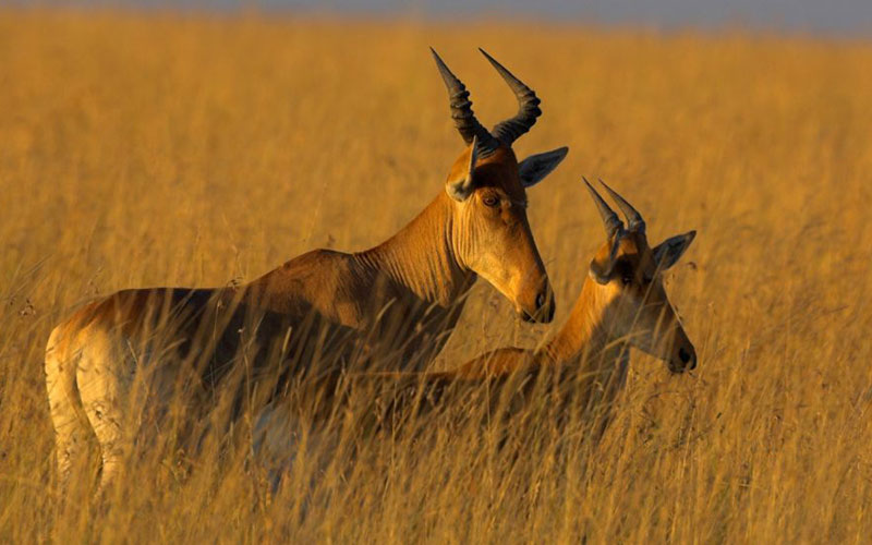 Mkomazi National Park